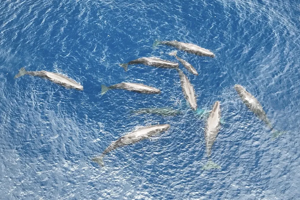 sperm whales gathering at the sea's surface
