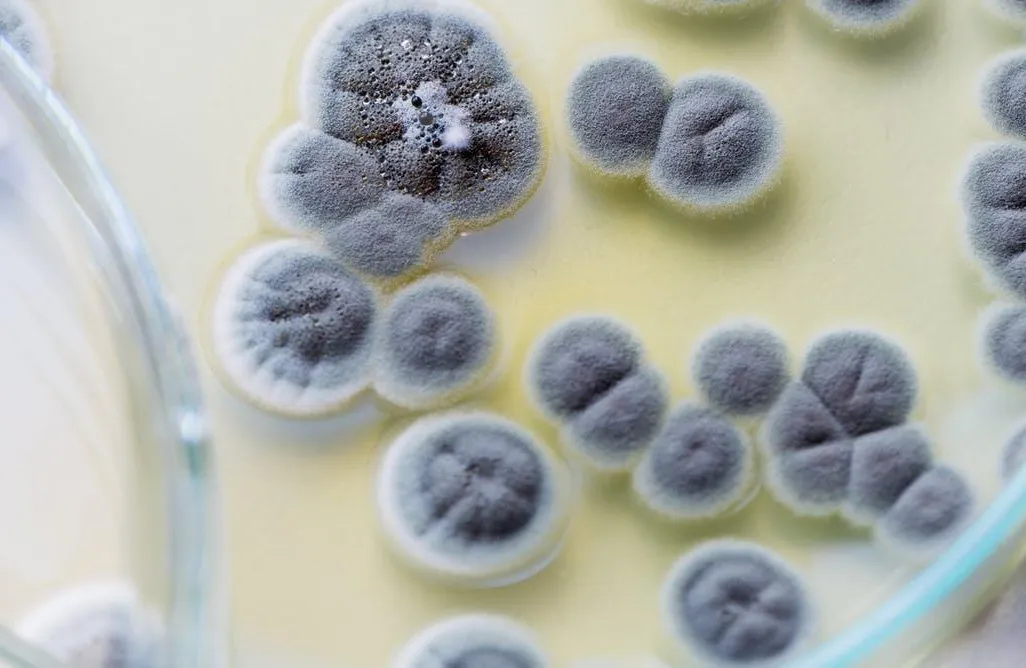 Penicillium