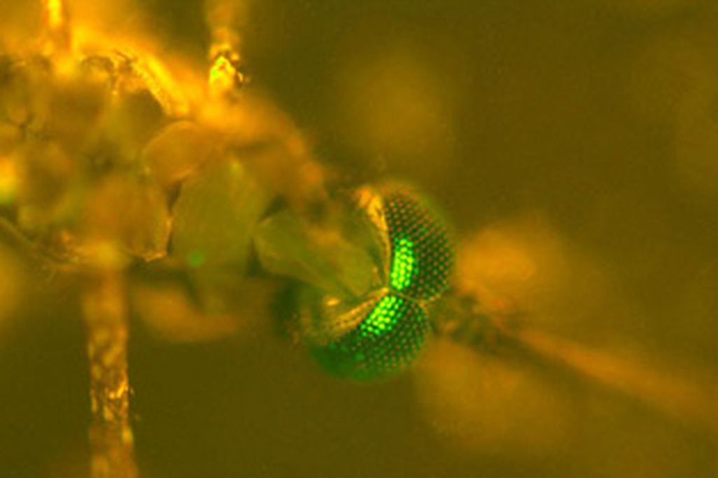 malaria-side_388.jpg