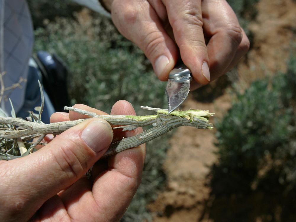 guayule