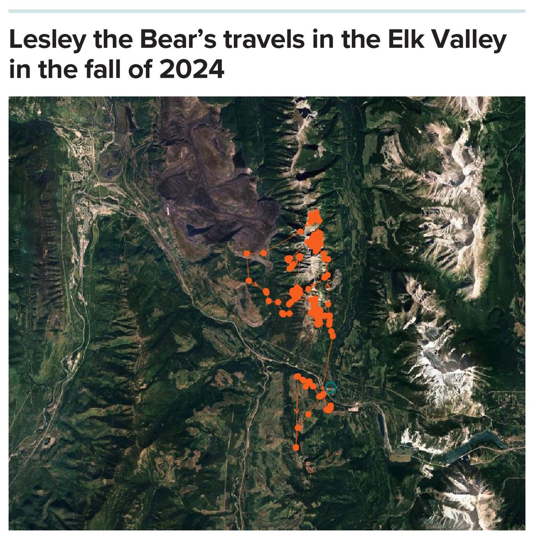 Grizzly Bear Travel Graphic
