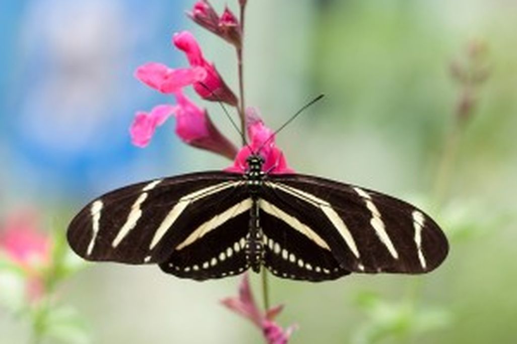 20110520102258Heliconius_charithonia_Kaldari_1_cropped-300x300.jpg