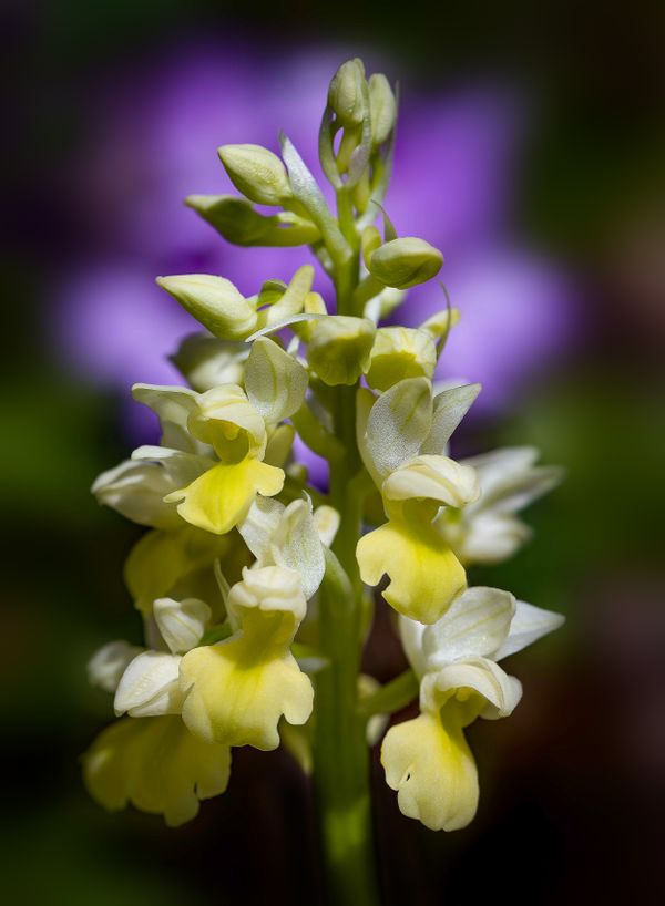 The hidden beauty of the Pale Orchid thumbnail