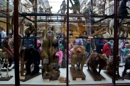 Specimens like these at Dublin’s Natural History Museum contain valuable information about the evolution of pathogens and host organisms.