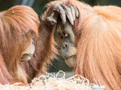 Are orangutans aware that others have different minds than their own?