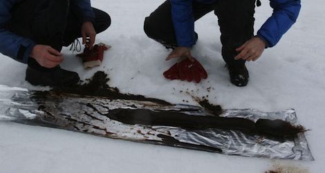 Ice cores from a lake in Norway. Image from Science/AAAS