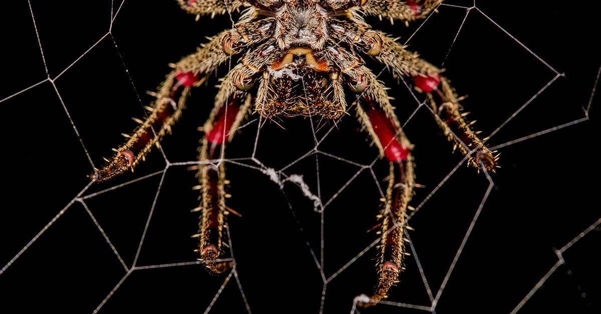 The Diving Bell Spider Encases Its Abdomen in an Air Bubble 