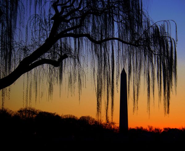 Washington Monument Willow thumbnail