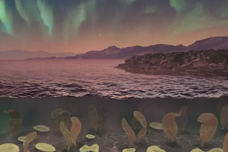 An illustration of some of the underwater creatures that lived during the Ediacaran Period, roughly 635 million to 541 million years ago.