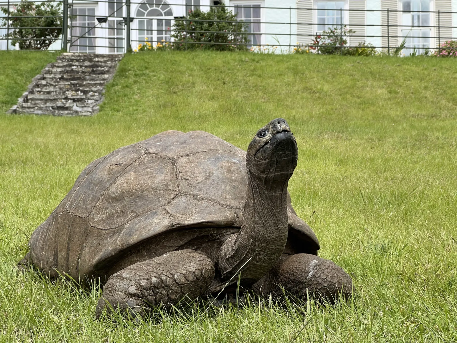 Scientists Took a Cheek Swab From the World's Oldest Tortoise. His DNA Could Reveal Hints to Longevity