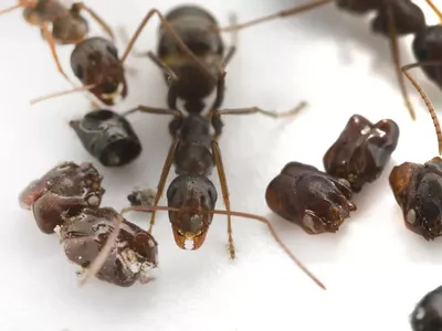 The skull-collecting ants use chemical mimicry, a behavior usually observed amongst parasitic species, to entrap prey