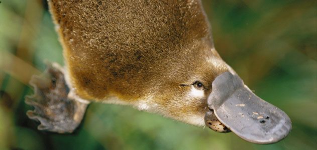 Platypus