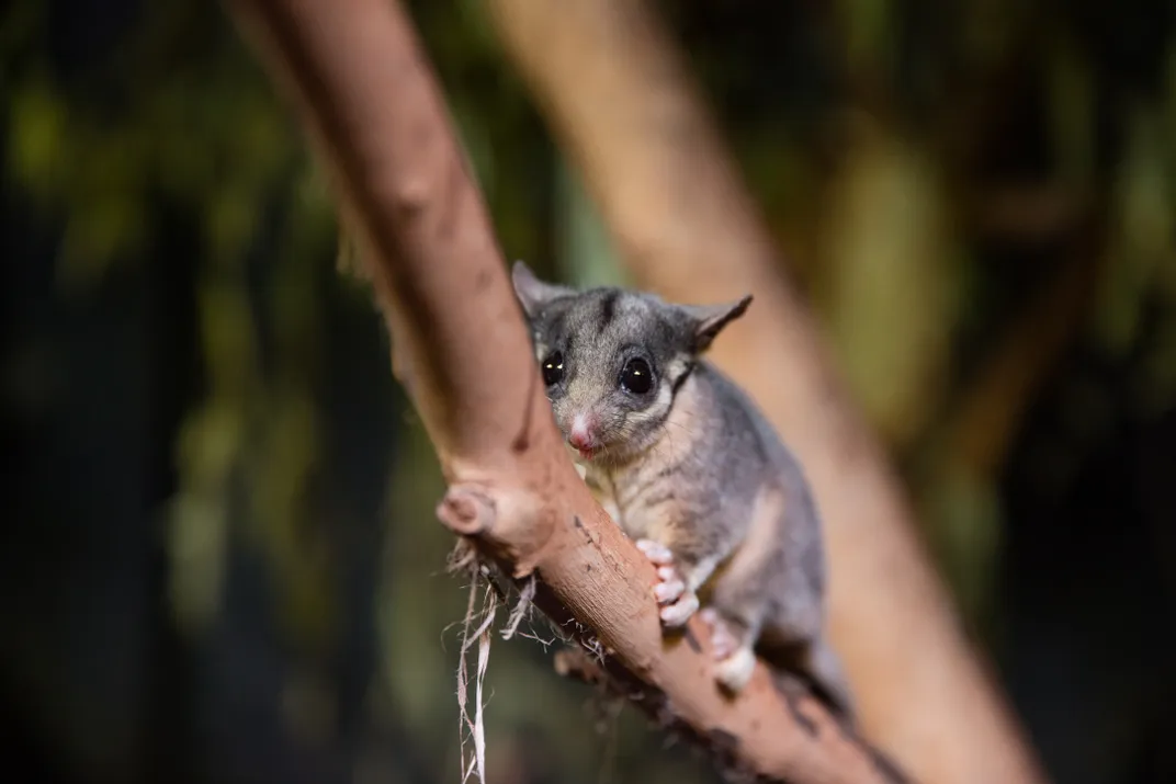 Small marsupial on branch