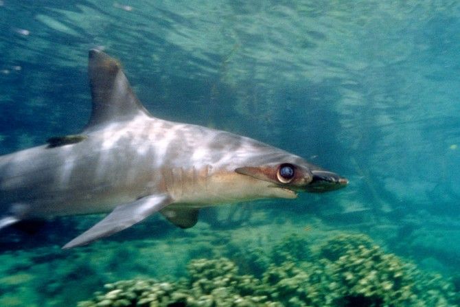 reef shark