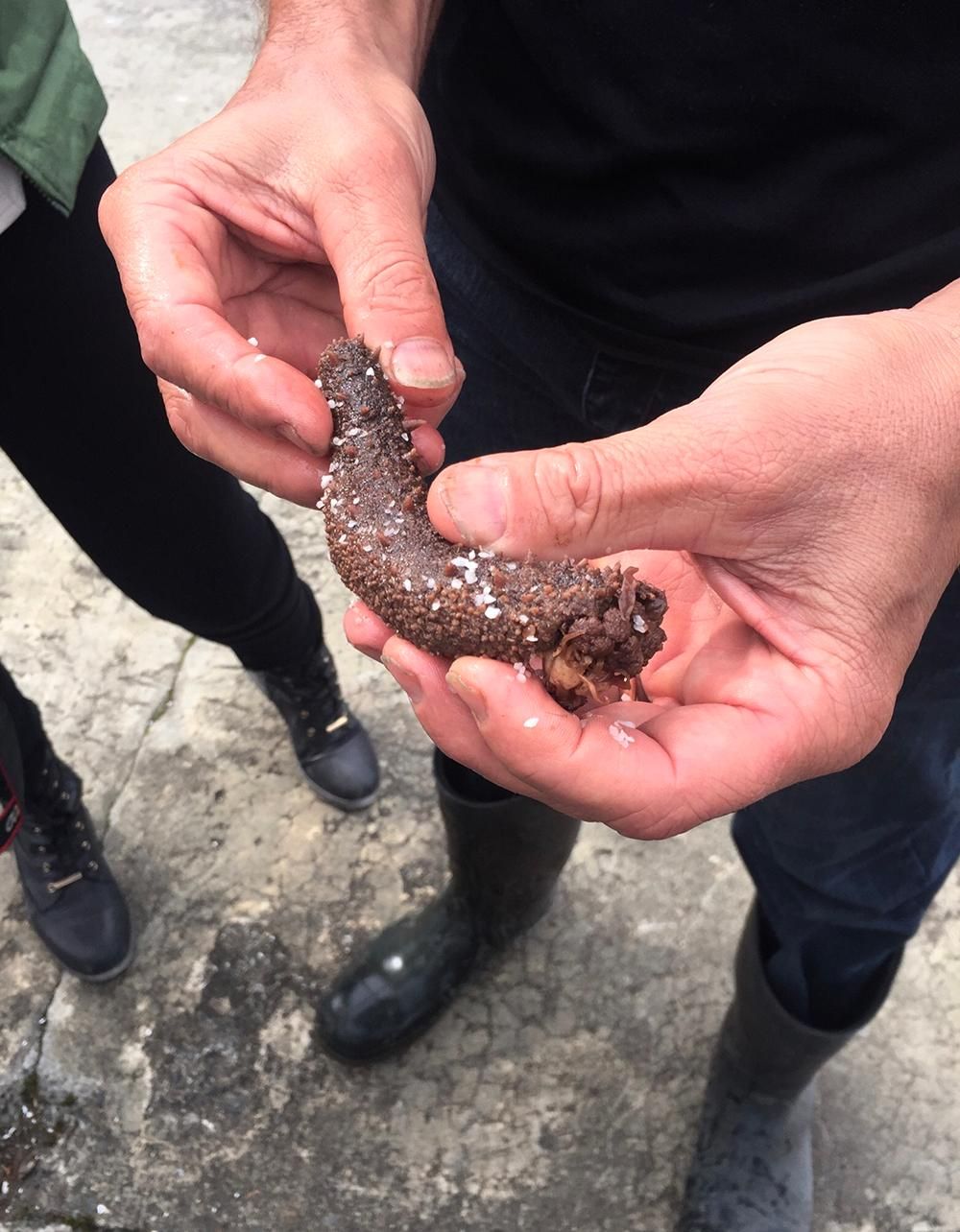 Is the Mysterious Sea Cucumber Slipping Out of Our Grasp?