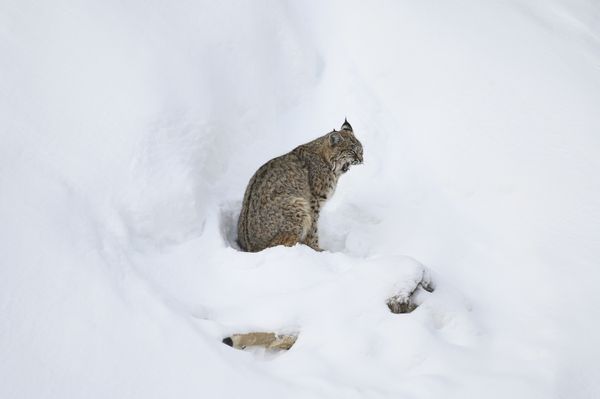 A bobcat in snow sits on a deer carcass in Yellowstone NP thumbnail