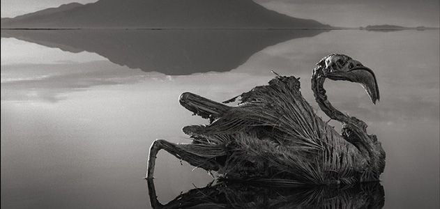 A calcified flamingo, preserved by the highly basic waters of Tanzania’s Lake Natron and photographed by Nick Brandt