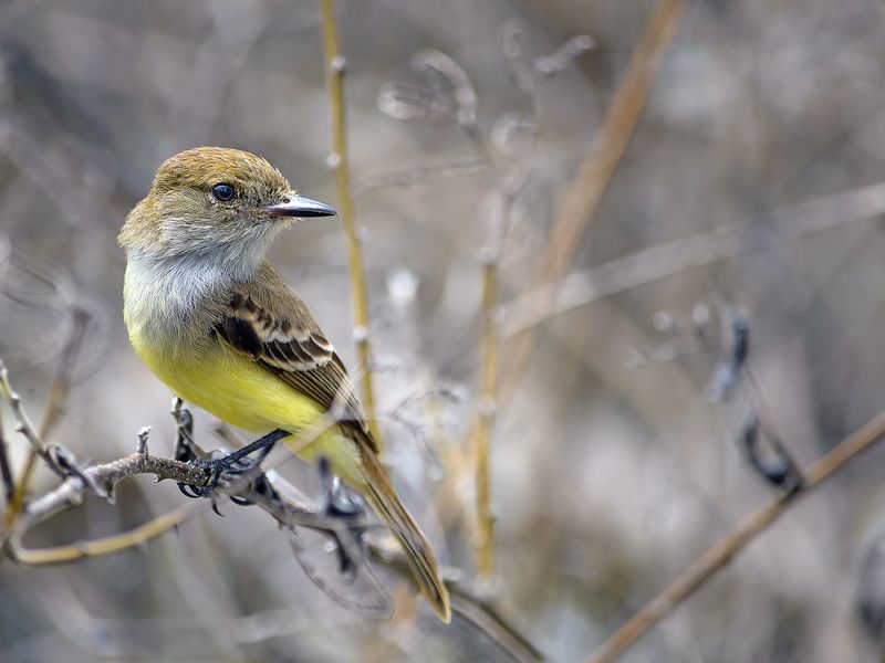Papamoscas | Smithsonian Photo Contest | Smithsonian Magazine