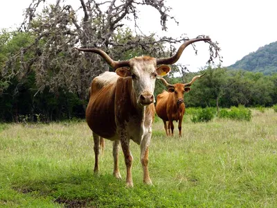 Texas longhorn cattle.
