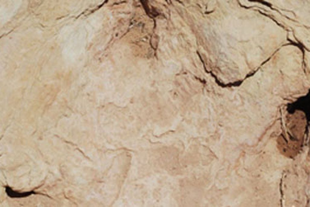 Copper Ridge theropod tracks