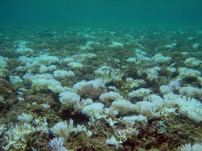 This bleached reef near Guam shows what happens when ocean temperatures rise. 