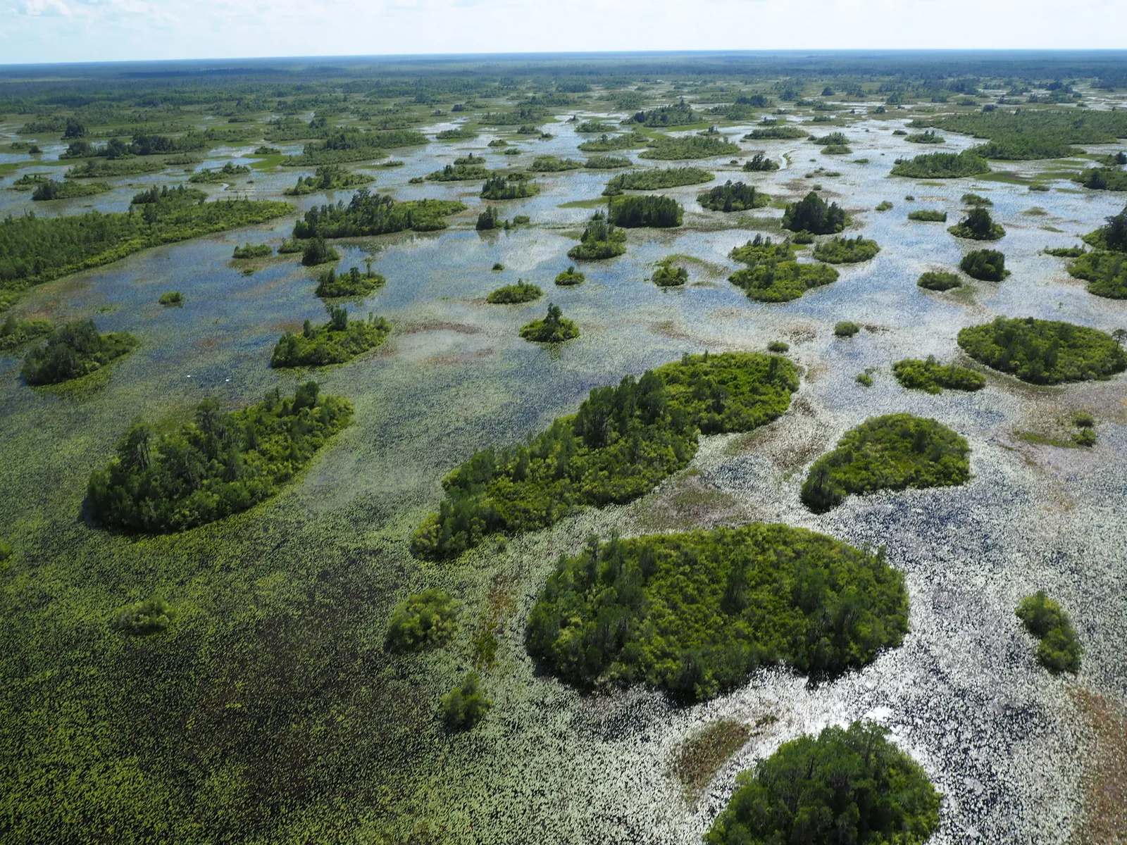 This Alligator-Infested Swamp in the American South Just Joined the UNESCO World Heritage List, Along With the Home of the Greek Gods