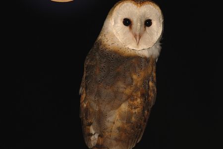 A barn owl by the light of the moon.