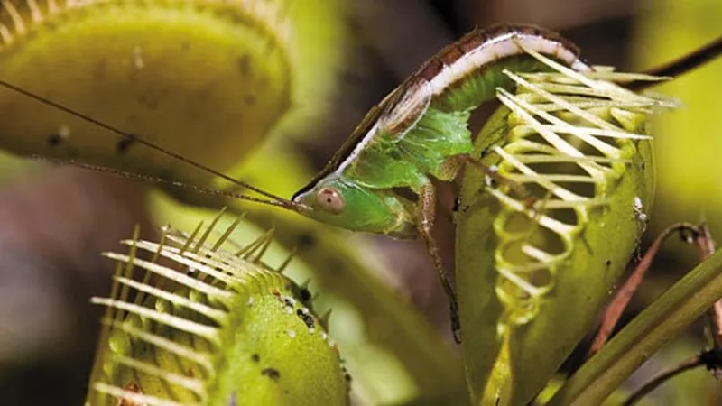  8 Pieces Carnivorous Plant Venus Fly Trap Feeding