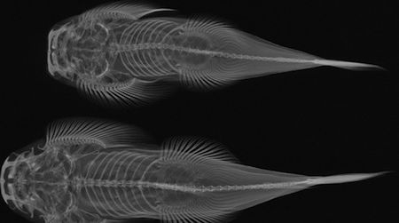 Beautiful and educational, X-ray images help us learn more about evolution.