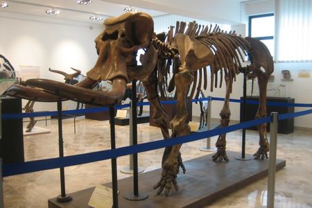 After analyzing the mitochondrial genome, the team discovered that the island-dwelling elephant is the descendant of straight-tusked elephants and was possibly isolated on Sicily between 50,000 and 175,500 years ago. 

