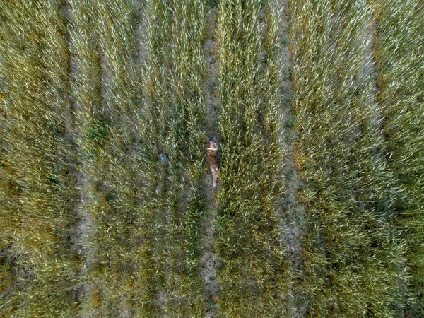 The fox and the turtle thumbnail