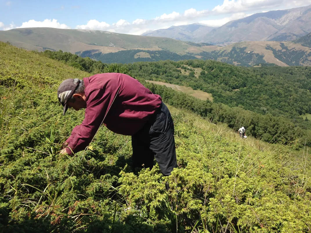 Collecting wild bilberries in Armenia