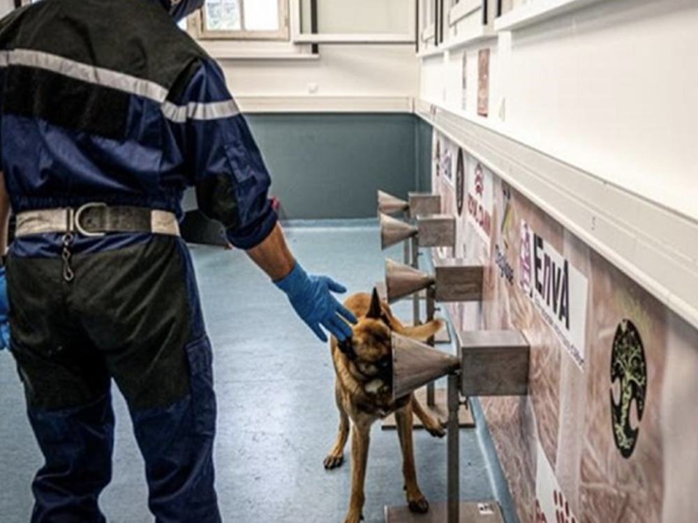 An image of a detection dog sniffing a scent cone