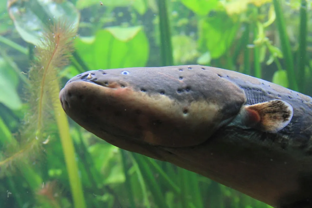 electric eel.jpg
