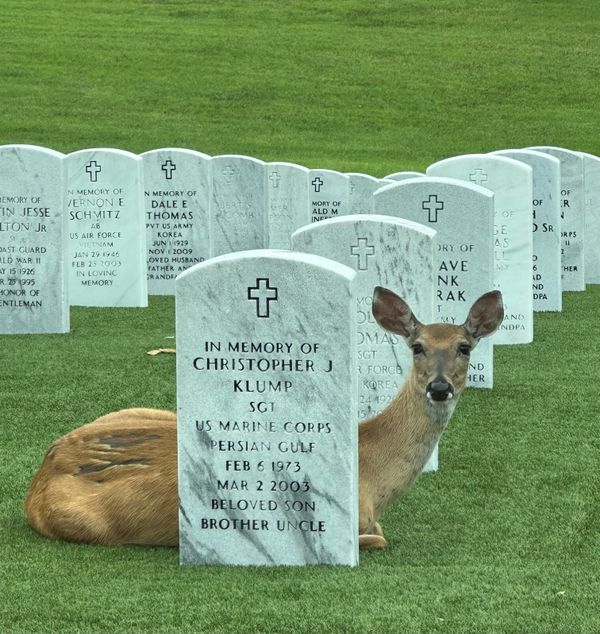 A deer at Jefferson Barracks National Cemetery thumbnail