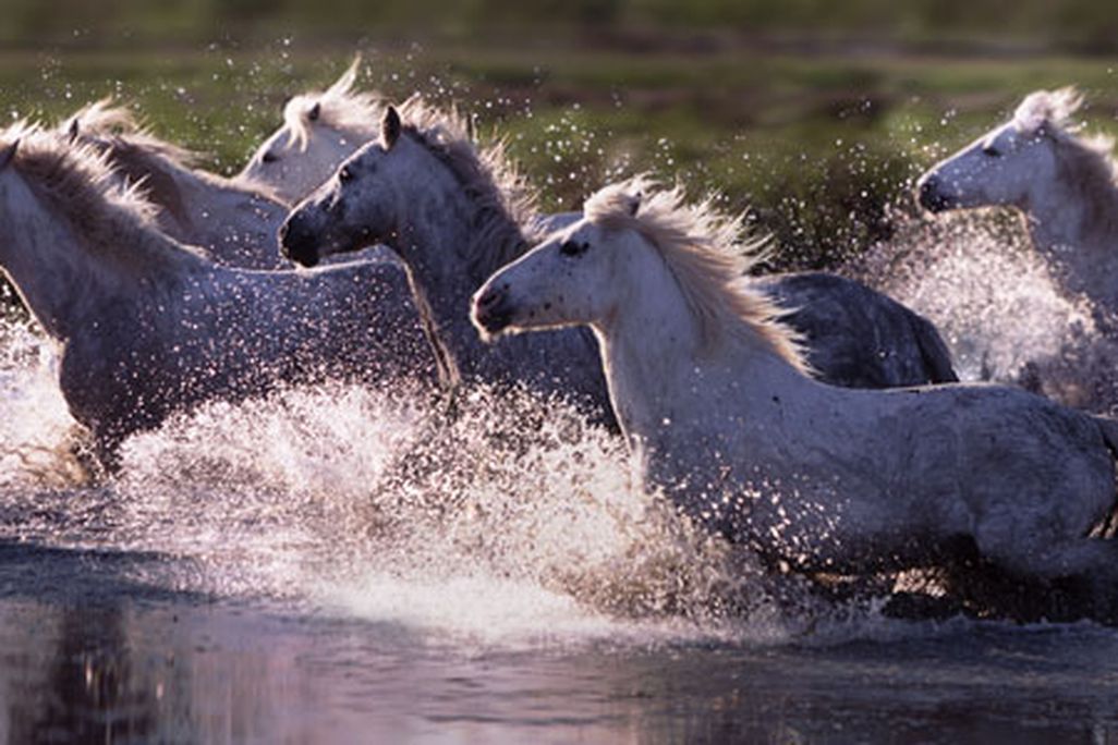 Camargue horses running through water France