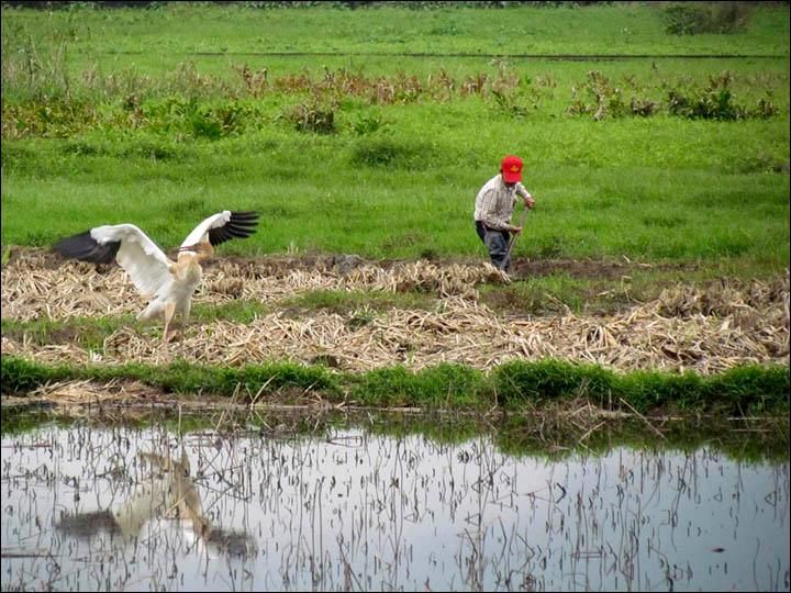 Crane with Farmer