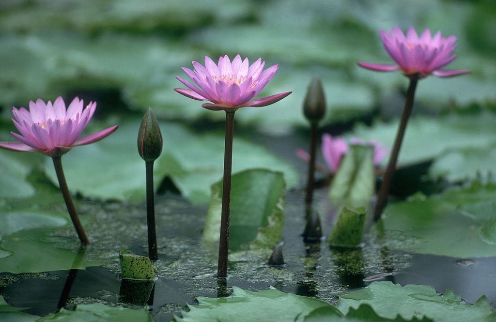 Around the World in Eight Plants