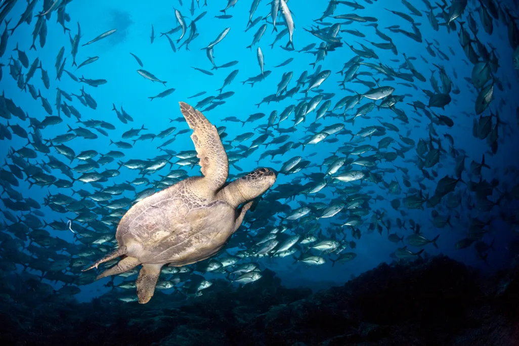 Sea Turtle