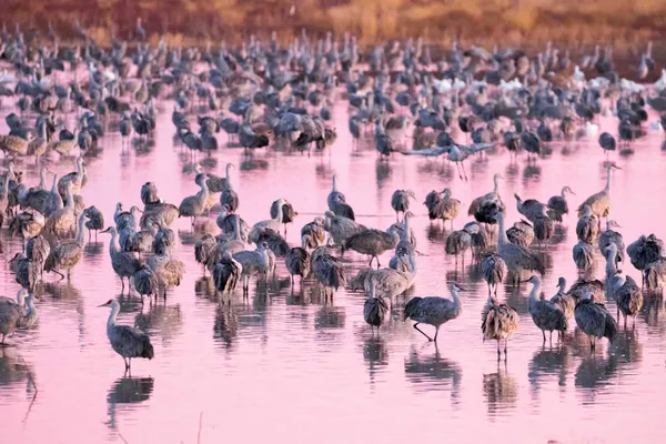 Sandhill Crane Migration #1 thumbnail