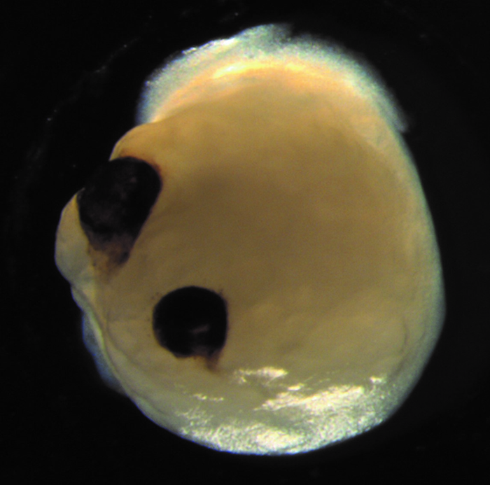 An image of a brain organoid with optic cups. The mini brain looks like  a small yellow blob with two pitch black eyes