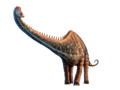 Did Diplodocus walk with a spring in its neck?