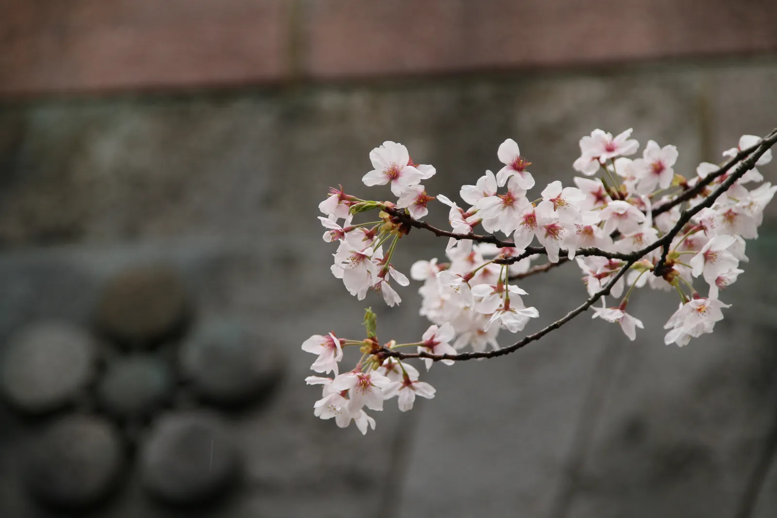 Why Are Japan's Cherry Blossom Trees Blooming in Fall?