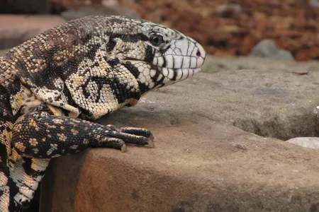 Black-and-white tegus are more resistant to cold than most reptiles because they can raise their body temperature about 50 degrees Fahrenheit above that of the environment 