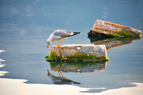 Balkan Seagull thumbnail