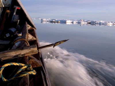 Inupiat hunters set out with harpoons to catch seals during the spring hunt of June 13, 2005, on the Chukchi Sea near Shishmaref, Alaska. 