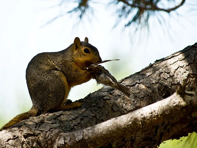 Squirrel eating a small bird. Smithsonian Photo Contest Smithsonian