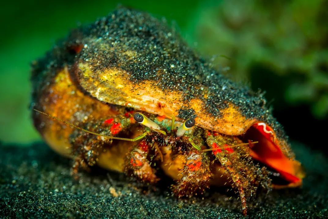 A new tenant in a shell. | Smithsonian Photo Contest | Smithsonian Magazine