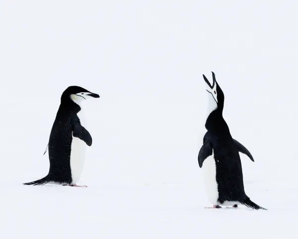 Chinstrap Penguin Shouts thumbnail