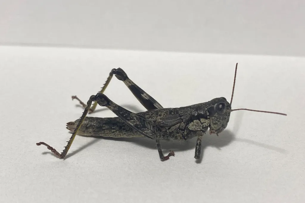 Grasshopper against a white backdrop